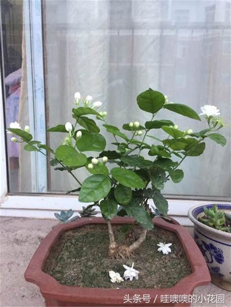 茉莉花 澆水